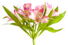 Light Pink Alstroemeria